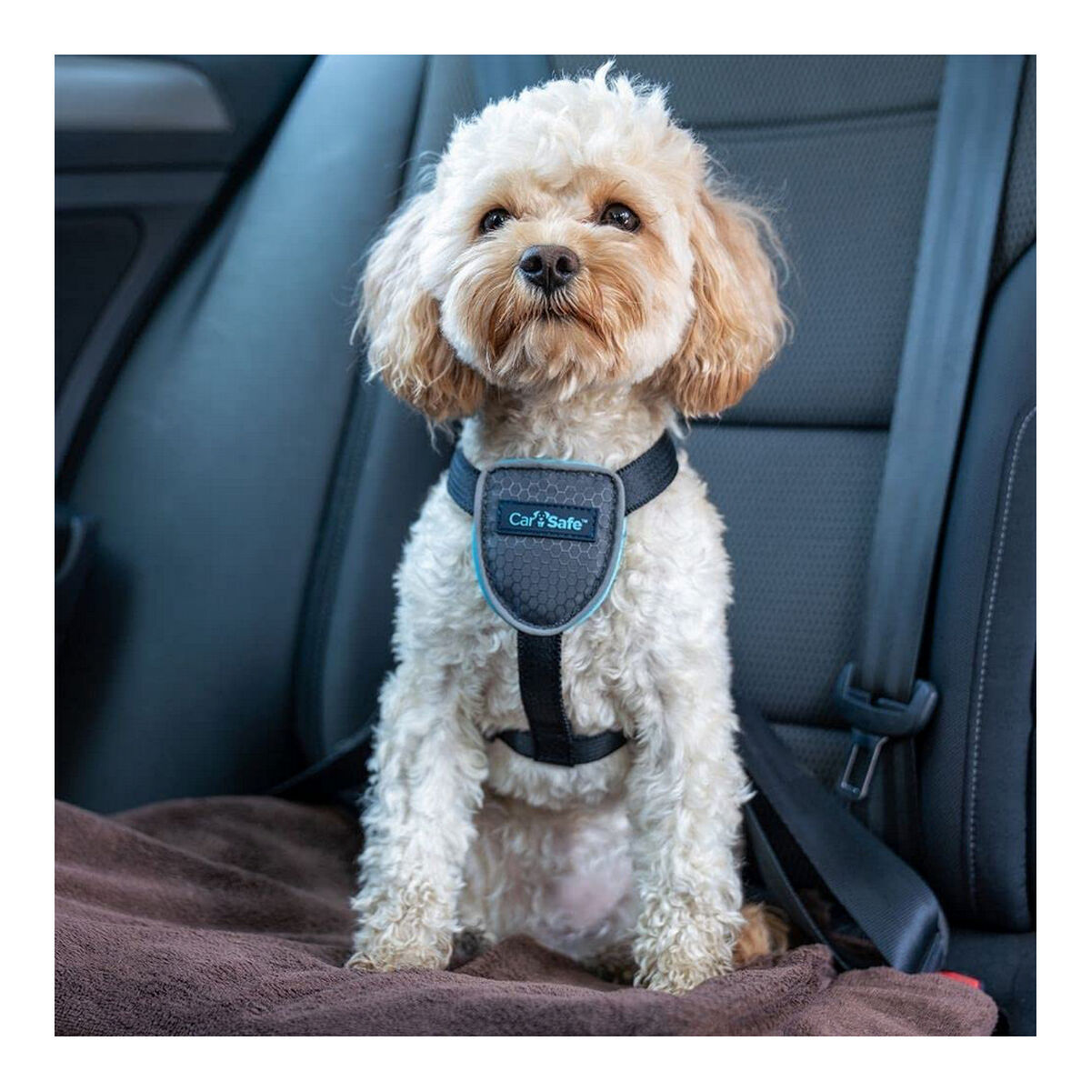 Arnés para Perro Company of Animals CarSafe Negro XS S6103613_1