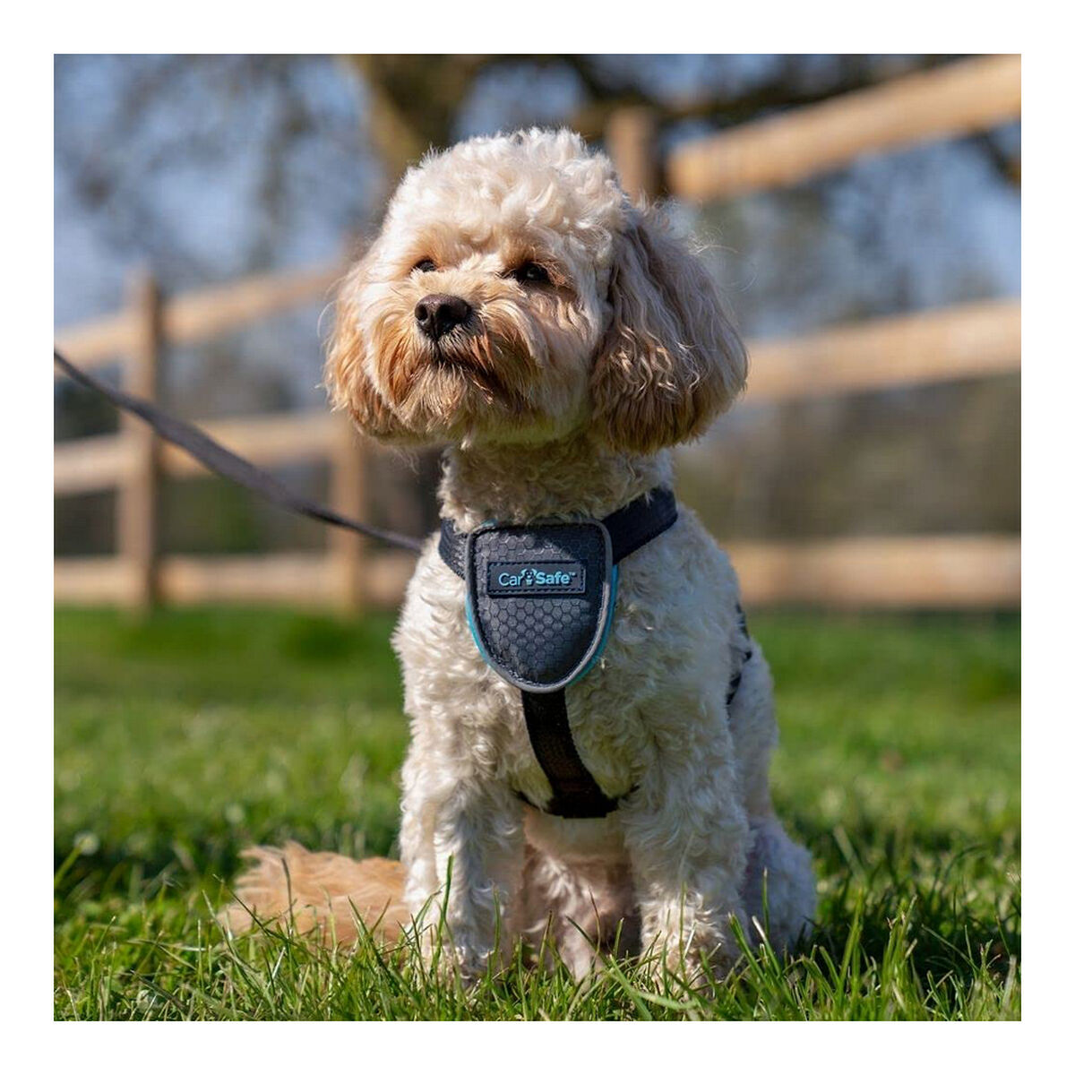 Arnés para Perro Company of Animals CarSafe Negro XS S6103613_2