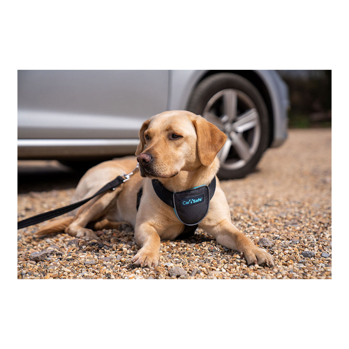 Arnés para Perro Company of Animals CarSafe Negro XS S6103613_8